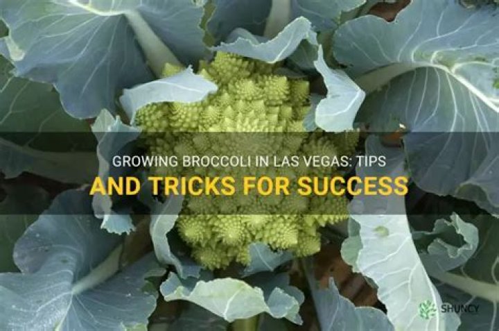 las vegas broccoli commercial actor