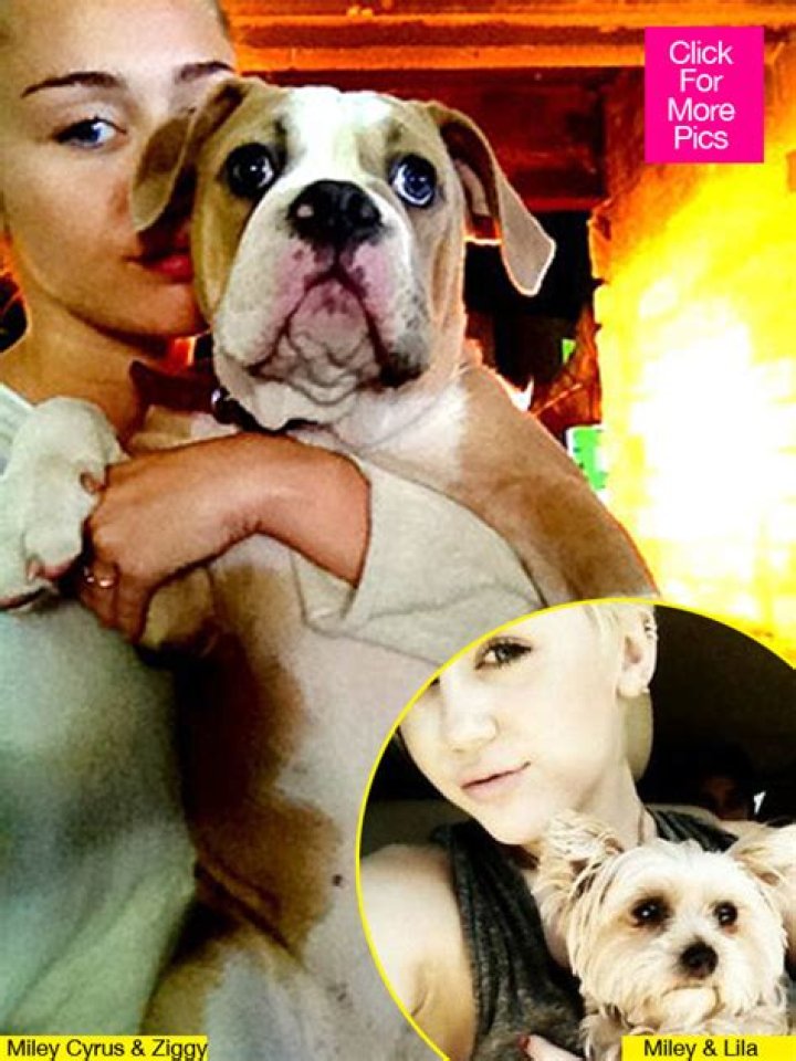 Miley Cyrus Ziggy Killed Lila — Tish Cyrus Blogs Truth Behind Dog Death – Hollywood Life