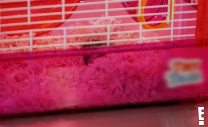 Kim Kardashian Panics After North West’s Hamster Dies In New ‘KUWTK’ Clip: ‘How Do I Explain This?’