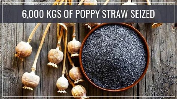 
Over 1,000 kg poppy straw seized in MP 