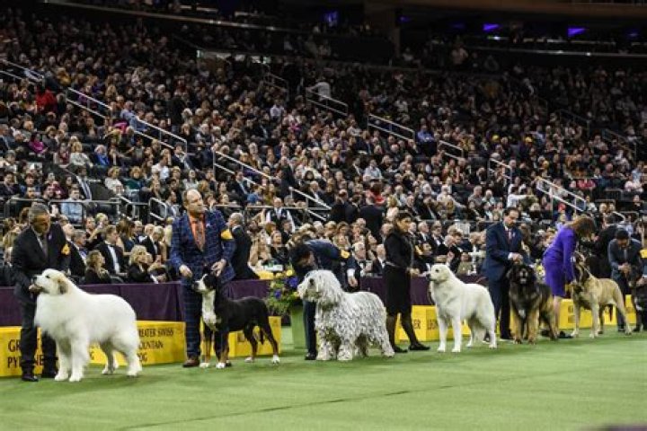 Westminster Dog Show 2016 — Pics Of The Pups